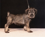 Puppy Angelica Vow Schnauzer (Standard)