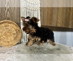 Molly - Female Yorkshire Terrier Puppy for Sale - Photo #12