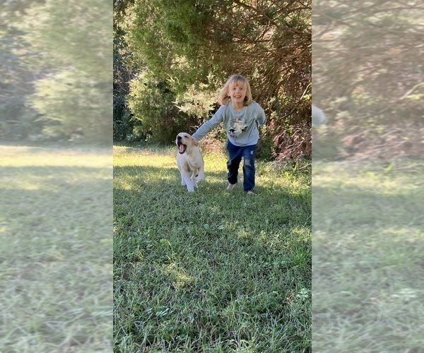Medium Photo #5 Anatolian Pyrenees Puppy For Sale in MECHANICSVILLE, MD, USA