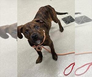 American Pit Bull Terrier-Unknown Mix Dogs for adoption in Baytown, TX, USA