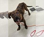 Small American Pit Bull Terrier Mix