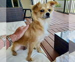 Small #1 Papillon Mix