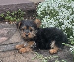 Small #1 Yorkshire Terrier
