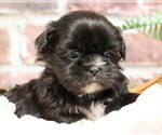 Small #5 Shih Tzu