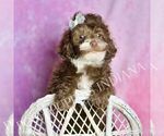 Small Photo #44 Poodle (Miniature) Puppy For Sale in WARSAW, IN, USA