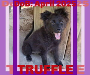 Mutt Dogs for adoption in Sebec, ME, USA