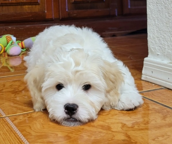 Medium Photo #4 Lhasa-Poo Puppy For Sale in PHOENIX, AZ, USA