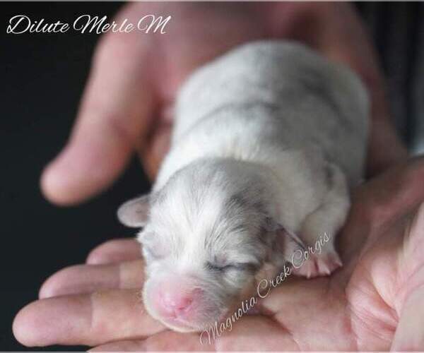 Medium Photo #1 Pembroke Welsh Corgi Puppy For Sale in ANDALUSIA, AL, USA