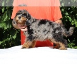 Small #4 Bernedoodle (Miniature) (+ Poodle Miniature)