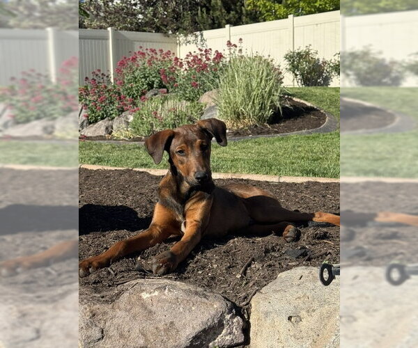 Medium Photo #4 Doberman Pinscher-Unknown Mix Puppy For Sale in Sandy, UT, USA