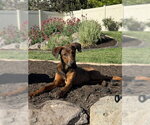 Small #3 Doberman Pinscher Mix