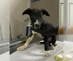 Chihuahua-Unknown Mix Dogs for adoption in Visalia, CA, USA