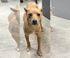 Mutt Dogs for adoption in Rustburg, VA, USA
