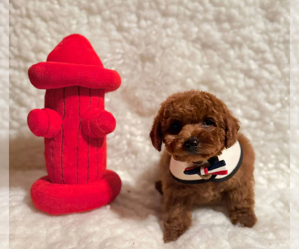 Medium Photo #3 Poodle (Toy) Puppy For Sale in REDLANDS, CA, USA