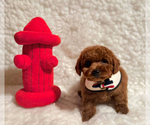 Small #2 Poodle (Toy)