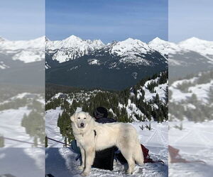 Howie - Male Great Pyrenees Dog for Adoption - Photo #6