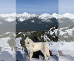 Small #11 Great Pyrenees