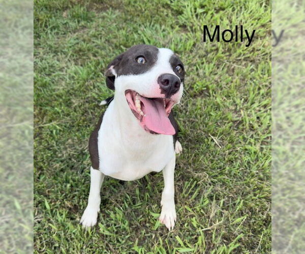 Medium Photo #1 Mutt Puppy For Sale in Woodbury, NY, USA
