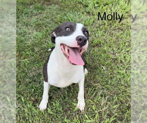Medium Mutt