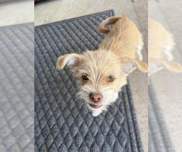 Medium Photo #1 Mutt Puppy For Sale in San Antonio, TX, USA