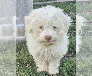 Aussie-Poo-Aussiedoodle Mix Puppy for Sale in TAYLOR, Texas USA