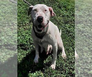 American Staffordshire Terrier Dogs for adoption in Fort Lauderdale, FL, USA
