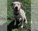 Small American Staffordshire Terrier