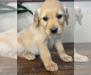 Golden Retriever Puppy for sale in FORDLAND, MO, USA