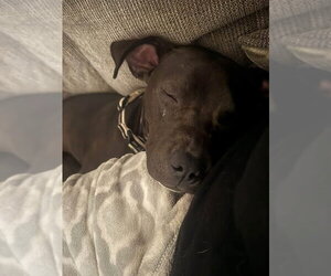 Alfie Boy - Male American Pit Bull Terrier-Unknown Mix Dog for Adoption - Photo #4