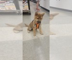 Small Photo #4 Shiba Inu Puppy For Sale in WELLINGTON, FL, USA