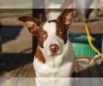 Small #8 Bull Terrier Mix