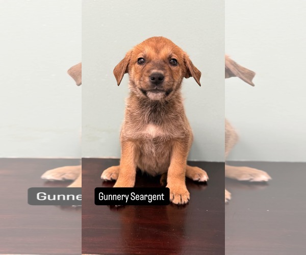 Medium Photo #1 American Pit Bull Terrier-Unknown Mix Puppy For Sale in Duluth, MN, USA