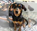 Small #1 Black and Tan Coonhound-Rottweiler Mix