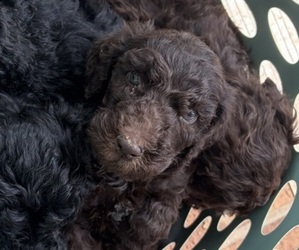 Poodle (Standard) Puppy for sale in STONEVILLE, NC, USA