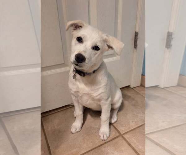 Medium Photo #1 Shiba Inu-Unknown Mix Puppy For Sale in Chandler, AZ, USA