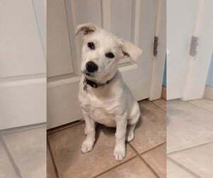 Shiba Inu-Unknown Mix Dogs for adoption in Chandler, AZ, USA