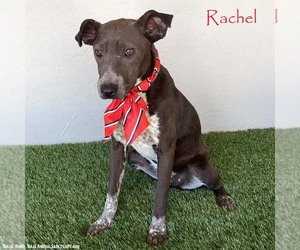 American Pit Bull Terrier-German Shorthaired Pointer Mix Dogs for adoption in San Diego, CA, USA