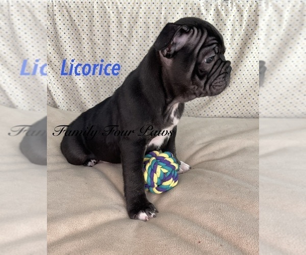 Medium Photo #5 Faux Frenchbo Bulldog Puppy For Sale in HOODSPORT, WA, USA