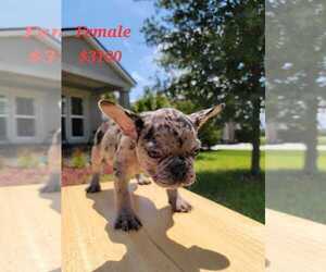 French Bulldog Puppy for sale in SAINT AUGUSTINE, FL, USA