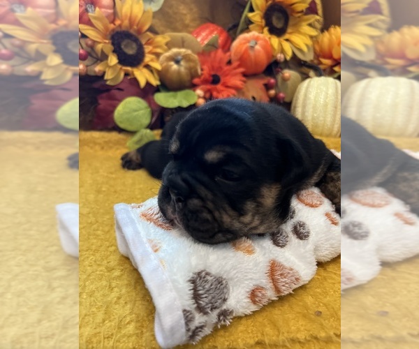 Medium Photo #20 English Bulldog Puppy For Sale in FAYETTEVILLE, NC, USA