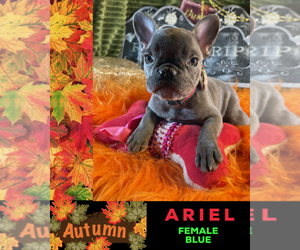 French Bulldog Puppy for sale in HEATHROW, FL, USA