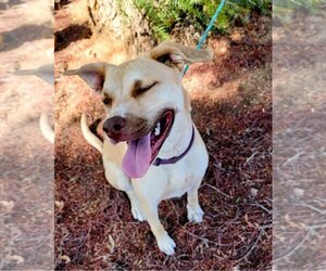 Honey Pie - Female Mutt Dog for Adoption - Photo #14