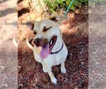 Small #13 American Pit Bull Terrier Mix
