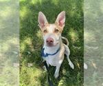 Small #1 Siberian Husky Mix