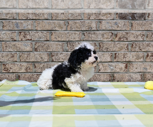 Medium Photo #7 Havapoo Puppy For Sale in GUTHRIE, KY, USA