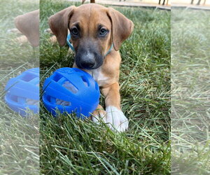 Doberman Pinscher-Unknown Mix Dogs for adoption in Minneaoplis, MN, USA