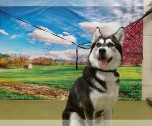 Siberian Husky Dogs for adoption in Moreno Valley, CA, USA