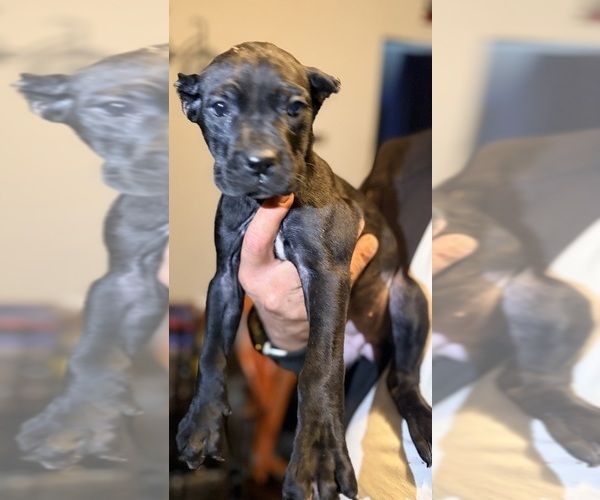 Medium Photo #14 Cane Corso Puppy For Sale in ANDERSON, IN, USA