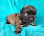 Small #2 French Bulldog
