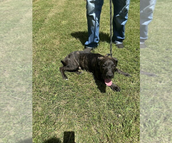 Medium Photo #2 American Pit Bull Terrier-Unknown Mix Puppy For Sale in FRAMINGHAM, MA, USA